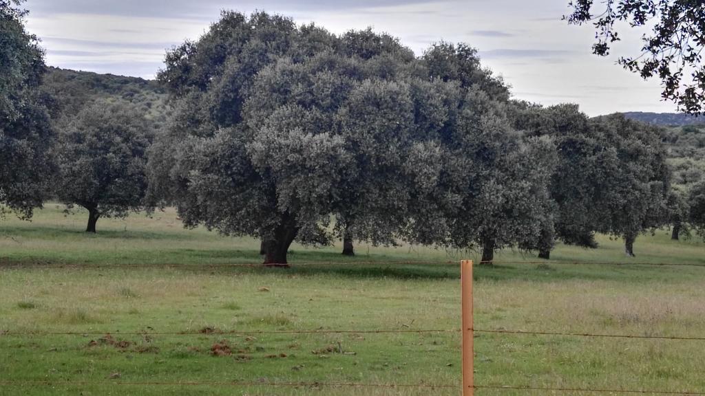 منزل الضيف El Alcornocal  في Casa Rural El Trillo المظهر الخارجي الصورة